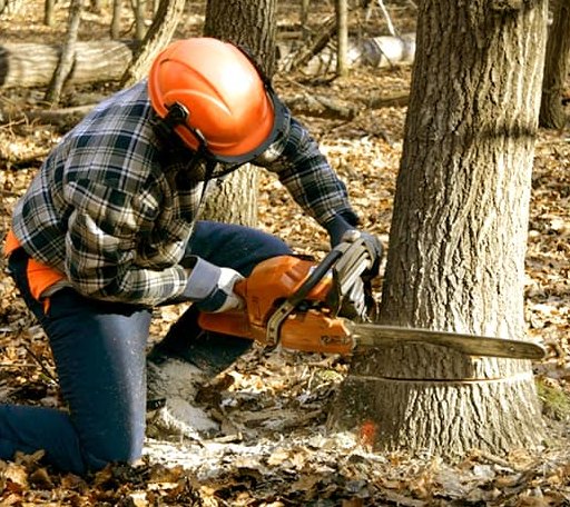 Tree Removal in Lebanon, IL